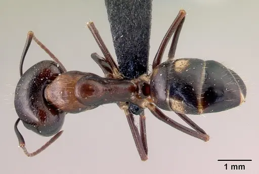 Camponotus gibber - CASENT0061410