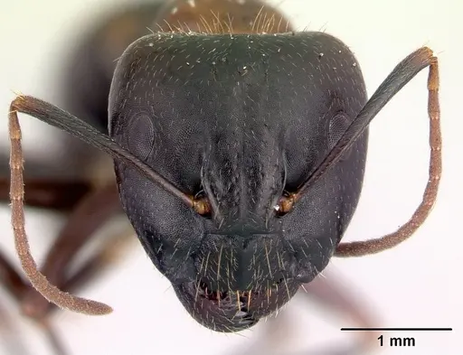 Camponotus gibber - CASENT0061410