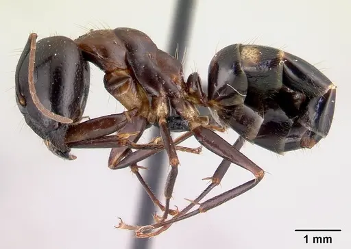 Camponotus gibber - CASENT0061410