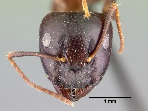 Camponotus gibber - CASENT0101439