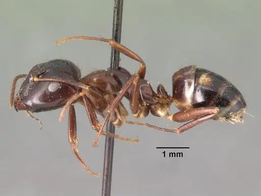 Camponotus gibber - CASENT0101439