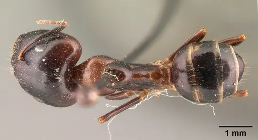 Camponotus gibber - CASENT0101440