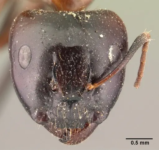 Camponotus gibber - CASENT0101440