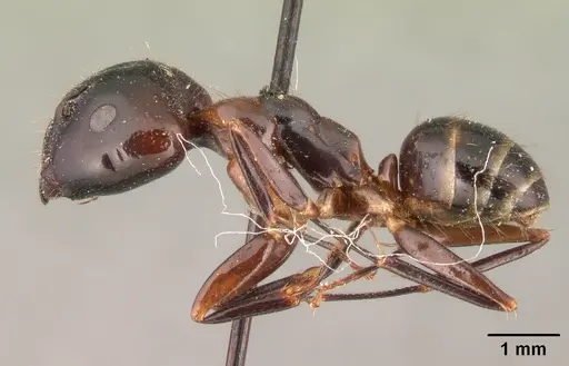 Camponotus gibber - CASENT0101440