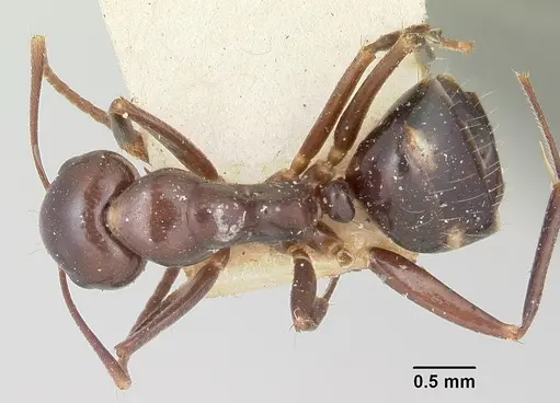 Camponotus gibber - CASENT0101513