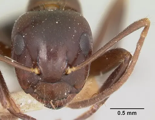 Camponotus gibber - CASENT0101513