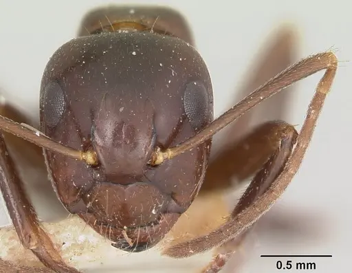 Camponotus gibber - CASENT0101513