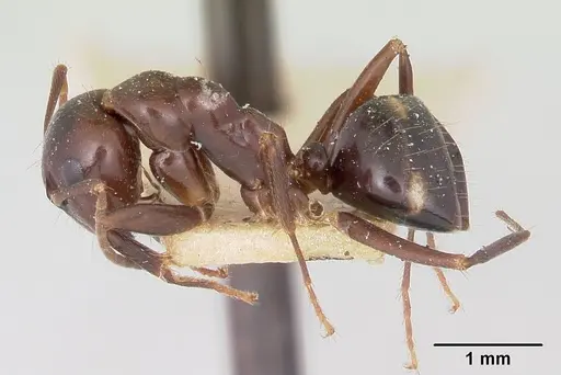 Camponotus gibber - CASENT0101513