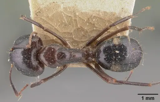 Camponotus gibber - CASENT0101528