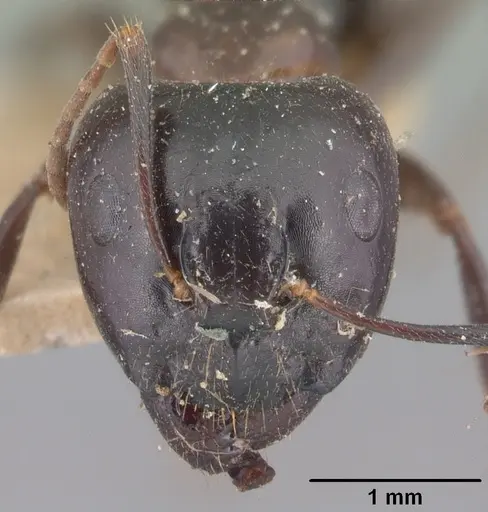 Camponotus gibber - CASENT0101528