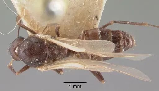 Camponotus gibber - CASENT0101536