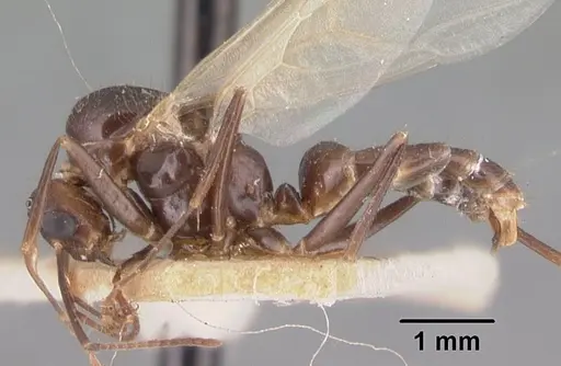 Camponotus gibber - CASENT0101536