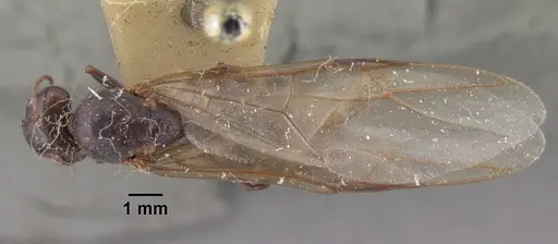 Camponotus gibber - CASENT0101537