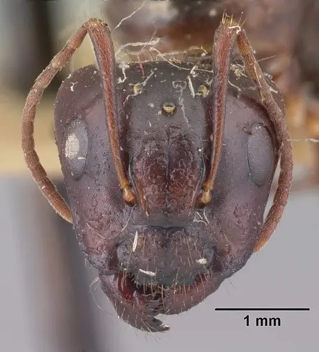 Camponotus gibber - CASENT0101537