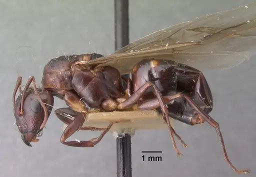 Camponotus gibber - CASENT0101537