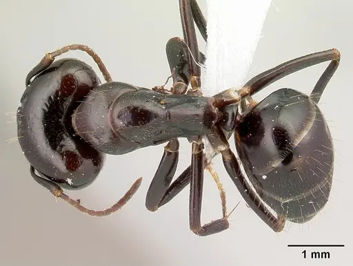 Camponotus gibber - CASENT0179433