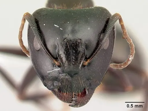 Camponotus gibber - CASENT0179433