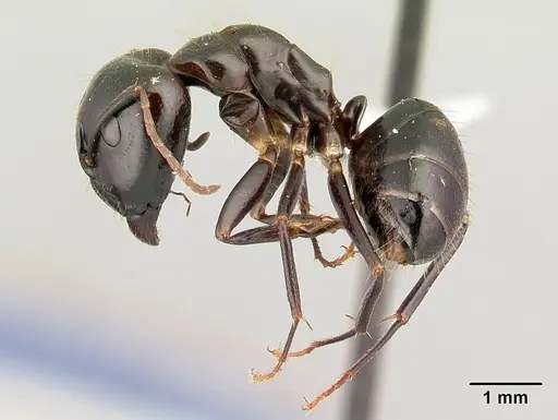 Camponotus gibber - CASENT0179433