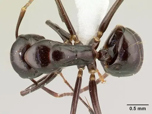 Camponotus gibber - CASENT0188619