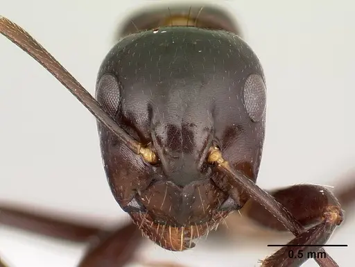 Camponotus gibber - CASENT0188619