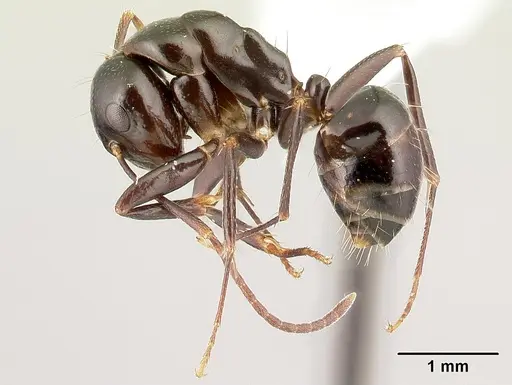 Camponotus gibber - CASENT0188619