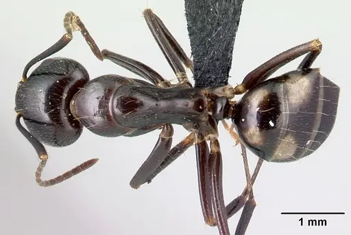 Camponotus gibber - CASENT0491497