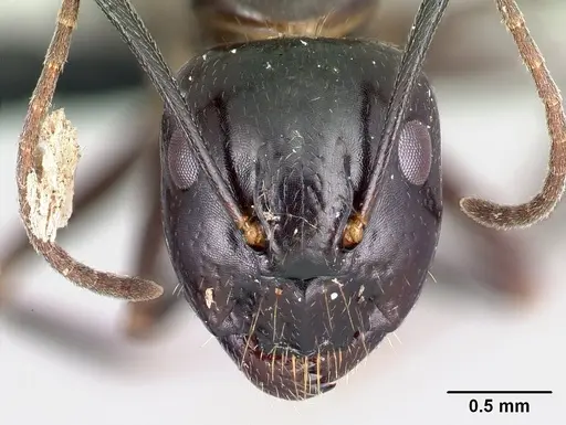 Camponotus gibber - CASENT0491497