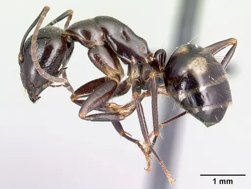 Camponotus gibber - CASENT0491497