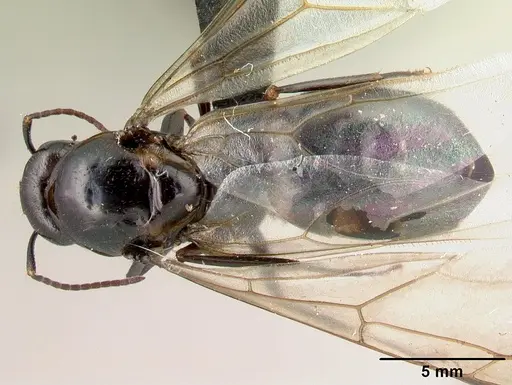 Camponotus gibber - CASENT0491501