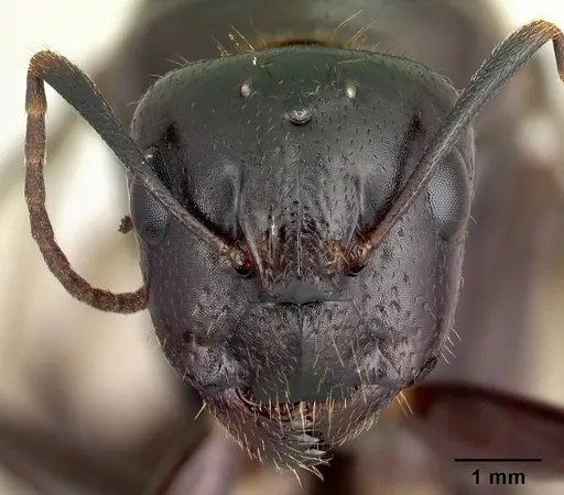 Camponotus gibber - CASENT0491501