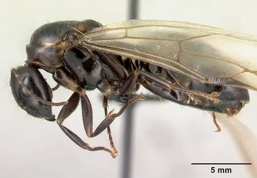 Camponotus gibber - CASENT0491501