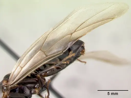 Camponotus gibber - CASENT0491501