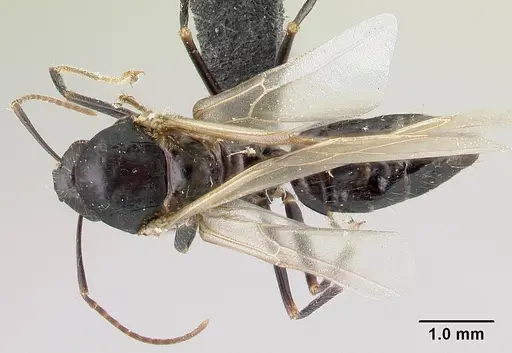 Camponotus gibber - CASENT0491502