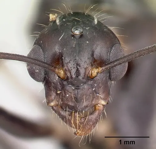 Camponotus gibber - CASENT0491502