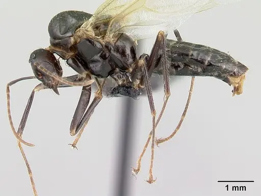 Camponotus gibber - CASENT0491502