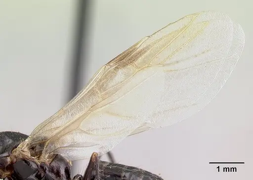 Camponotus gibber - CASENT0491502