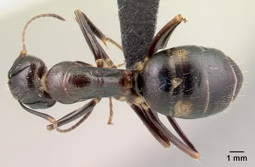 Camponotus gibber - CASENT0491503