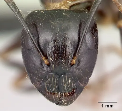Camponotus gibber - CASENT0491503