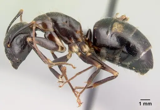 Camponotus gibber - CASENT0491503