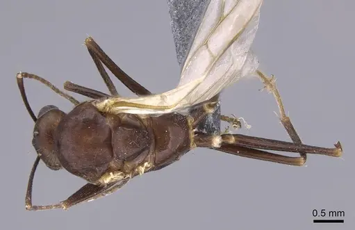 Camponotus gibber - CASENT0740924