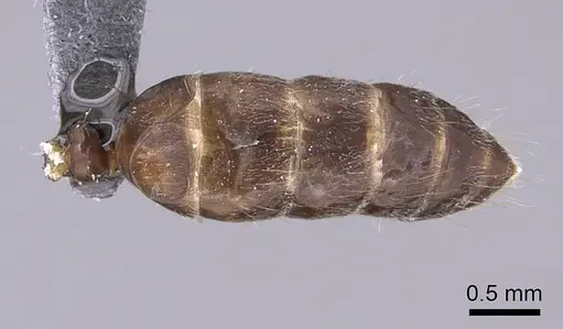 Camponotus gibber - CASENT0740924