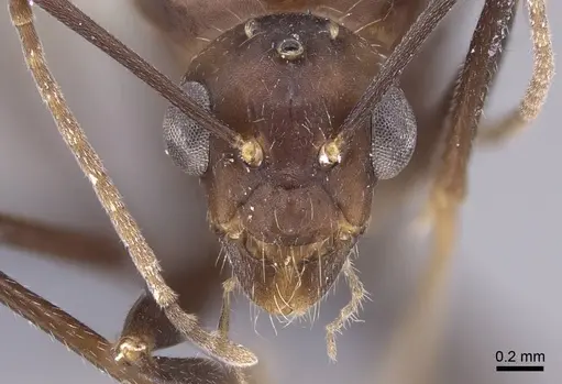 Camponotus gibber - CASENT0740924