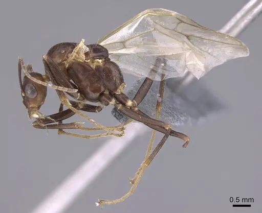 Camponotus gibber - CASENT0740924