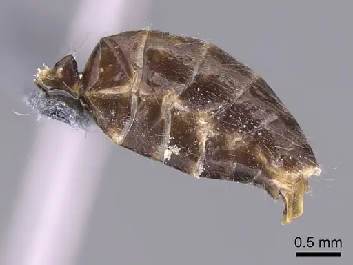 Camponotus gibber - CASENT0740924