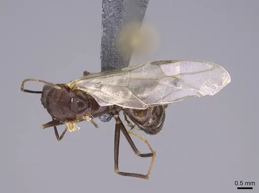 Camponotus gibber - CASENT0763589