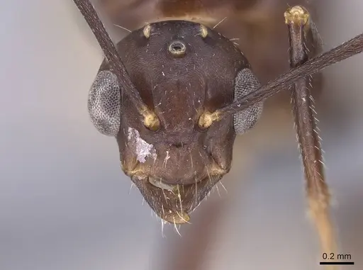 Camponotus gibber - CASENT0763589