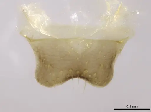 Camponotus gibber - CASENT0763589