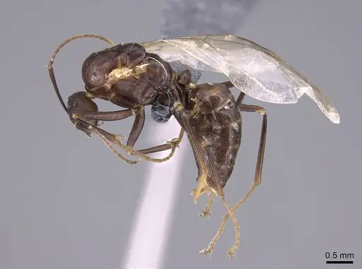 Camponotus gibber - CASENT0763589
