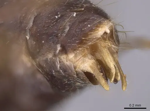 Camponotus gibber - CASENT0763589