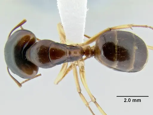 Camponotus gibbinotus specimen